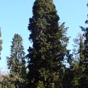 Chamaecyparis lawsoniana 'Allumii'